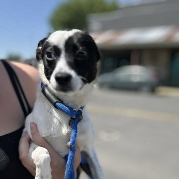 ROCCY - Terrier available for adoption