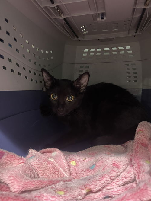 picture of the cat needing adoption