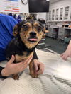 adoptable Dog in chico, CA named Smiley