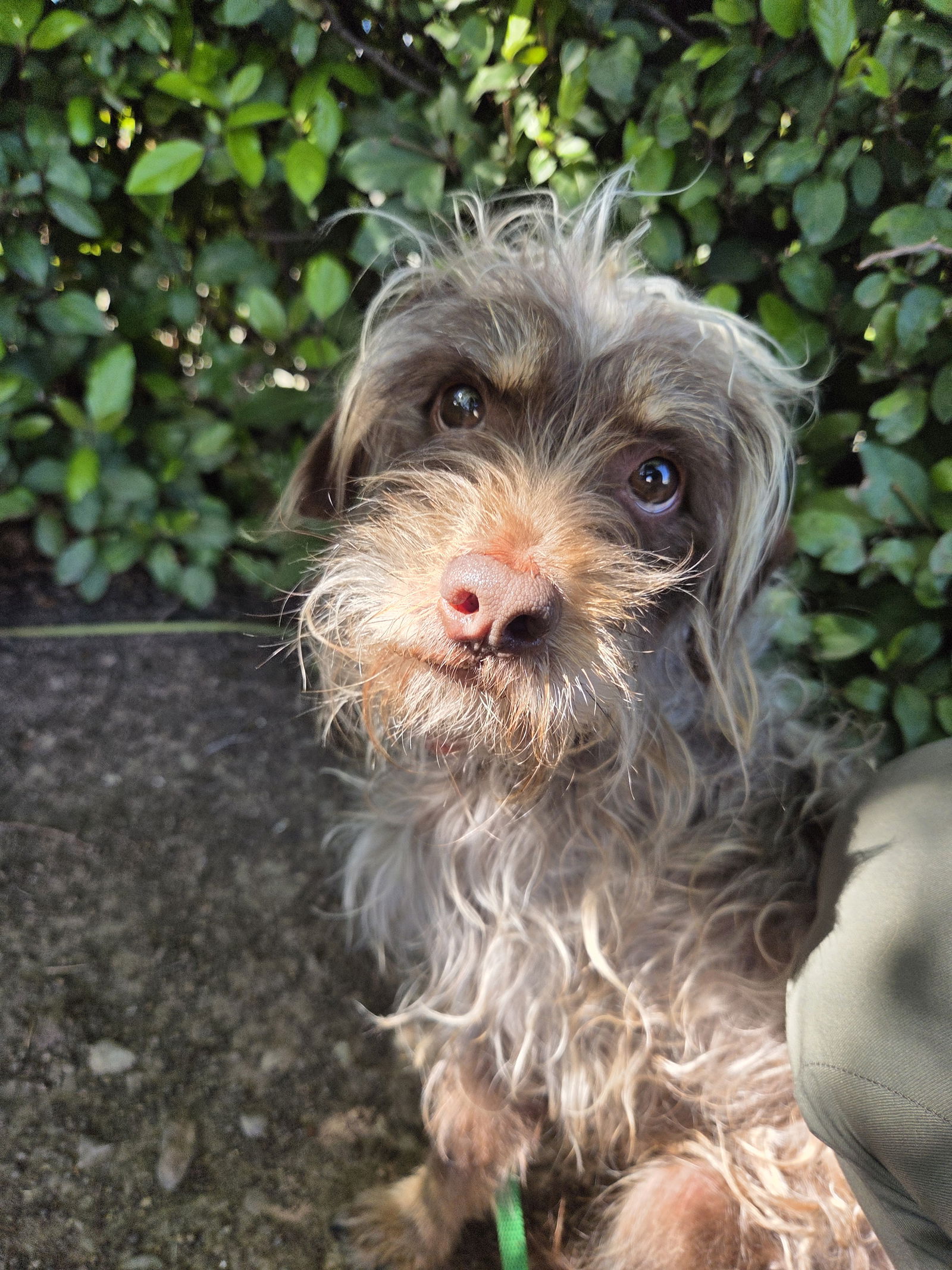 adoptable Dog in Chico, CA named Pretzel