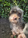adoptable Dog in chico, CA named Pretzel
