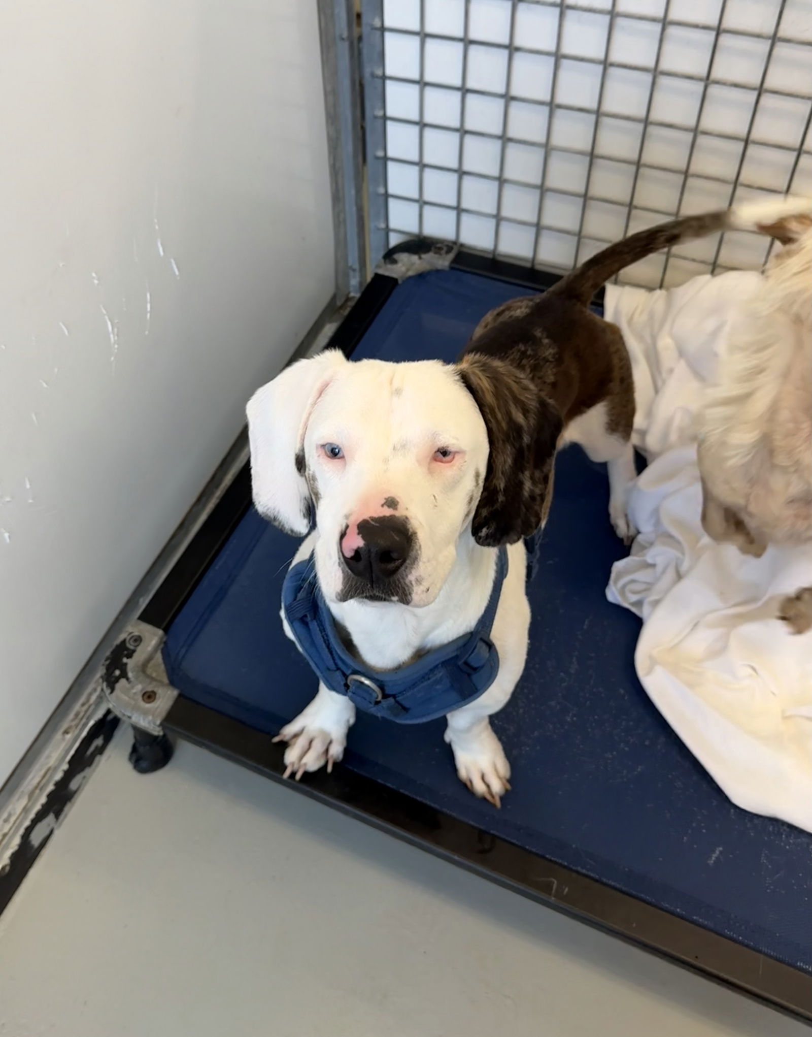adoptable Dog in Chico, CA named Kumo