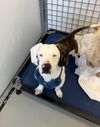 adoptable Dog in chico, CA named Kumo