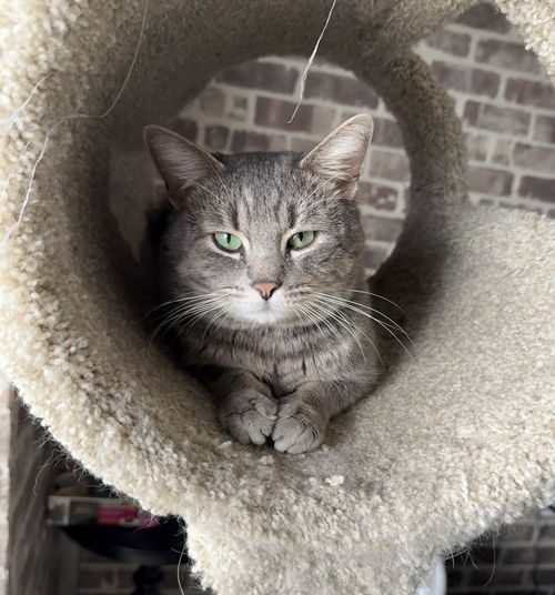 picture of the cat needing adoption