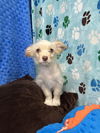 adoptable Dog in chico, CA named Vulpecula