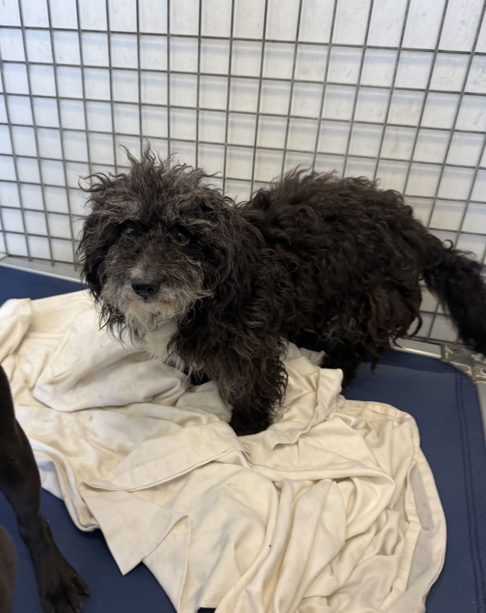 adoptable Dog in Chico, CA named Bilford
