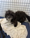 adoptable Dog in chico, CA named Bilford