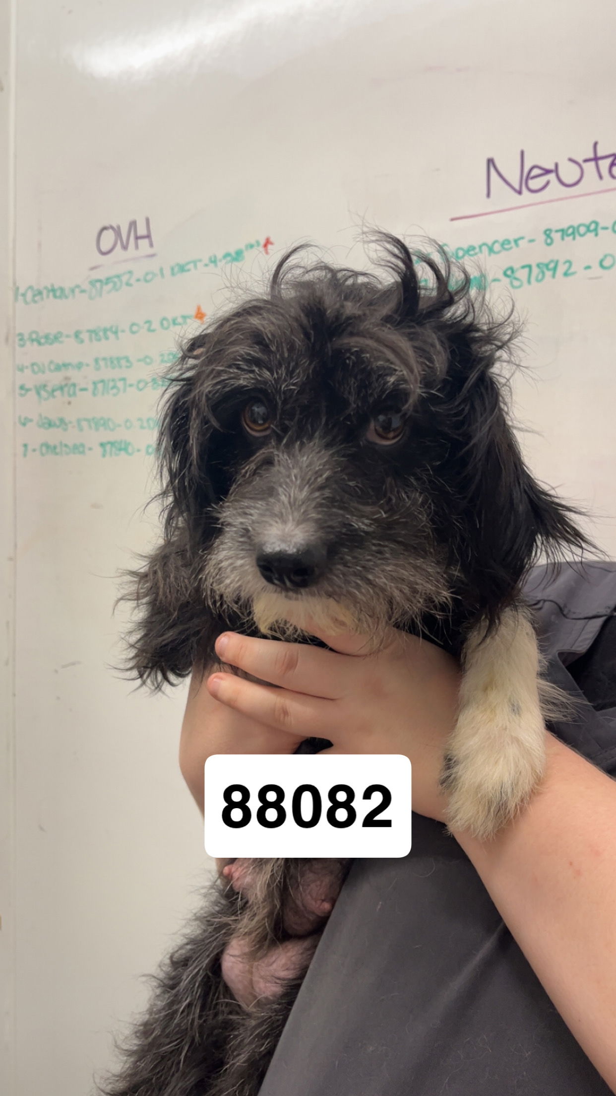 adoptable Dog in Chico, CA named Rainbow Roll