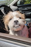 adoptable Dog in  named CHICO(SPACE)