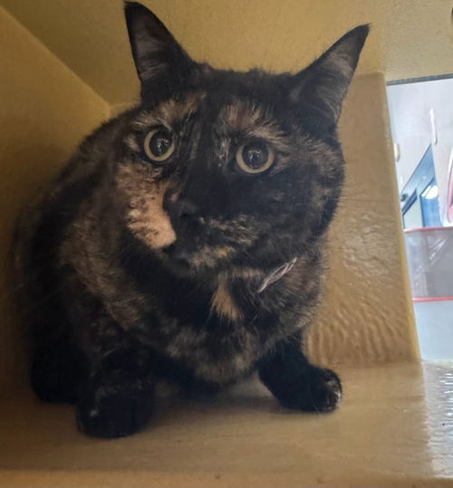 picture of the cat needing adoption
