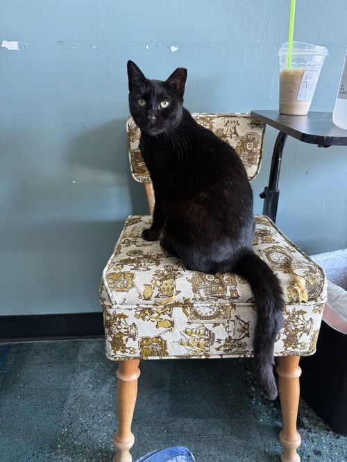 picture of the cat needing adoption