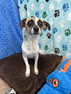 adoptable Dog in chico, CA named ATOMIC-BETTY