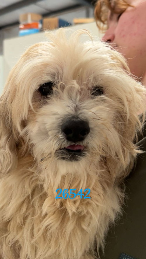 GIZMO - Maltese available for adoption
