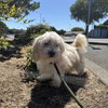 Gizmo - Photo 2