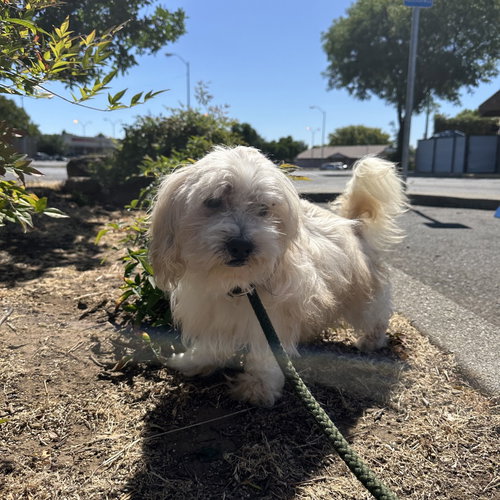 GIZMO - Maltese available for adoption