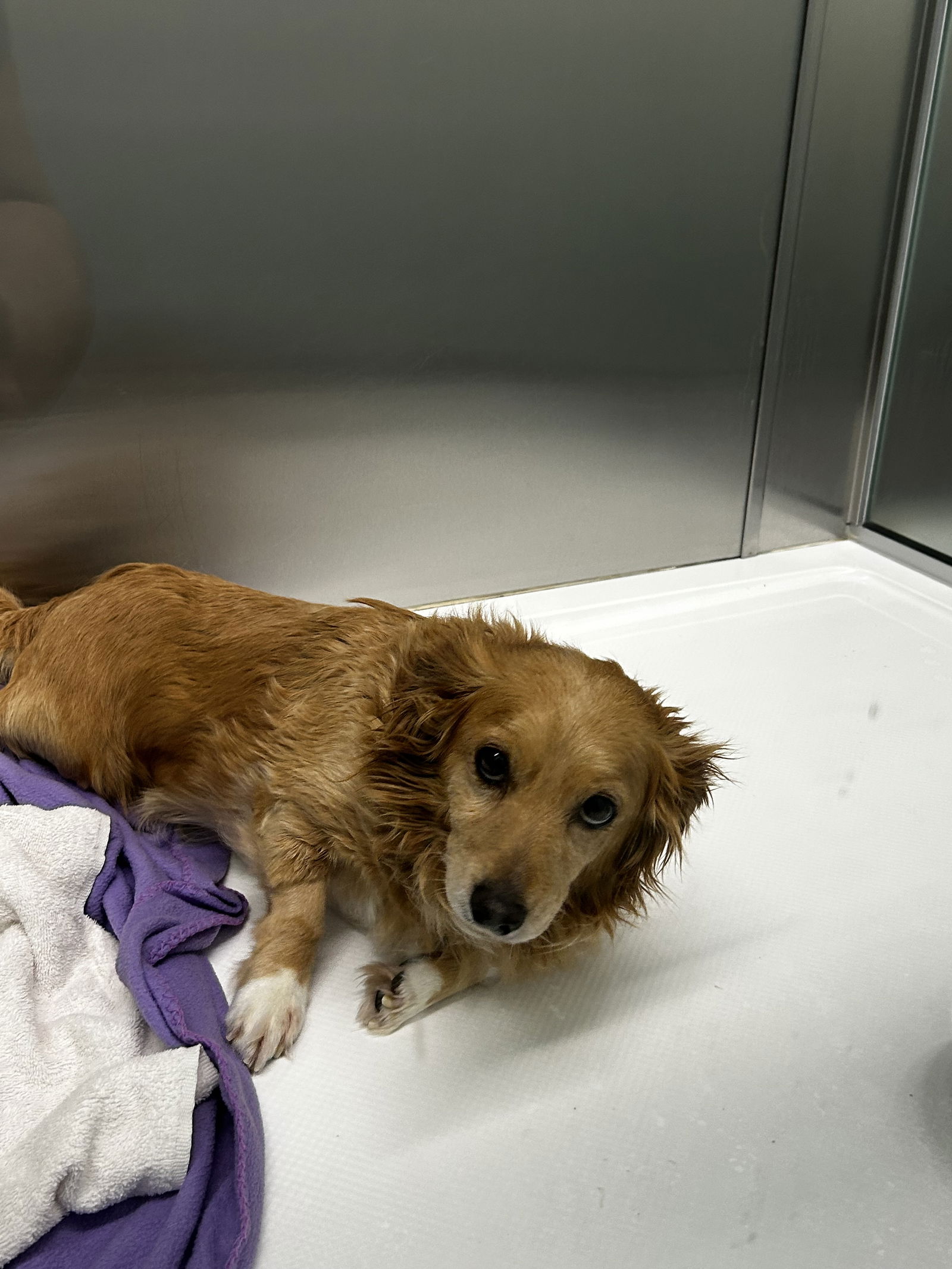 adoptable Dog in Chico, CA named Remington