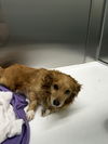 adoptable Dog in chico, CA named Remington