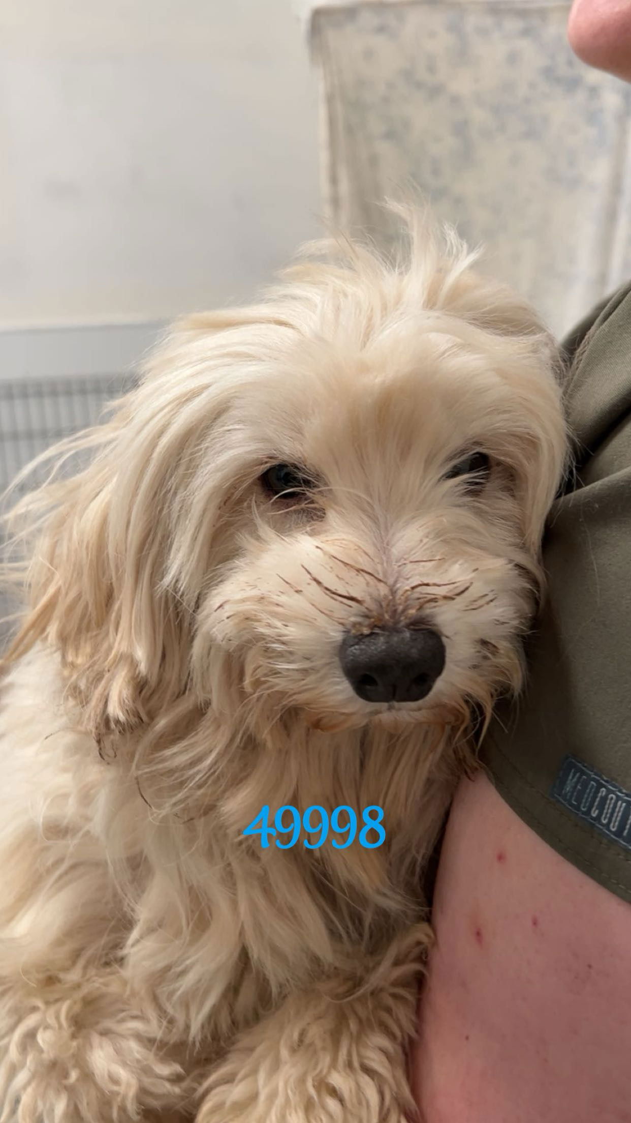 adoptable Dog in Chico, CA named Mark