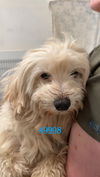 adoptable Dog in chico, CA named Mark