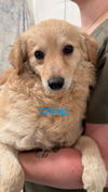 adoptable Dog in chico, CA named Snickerdoodle
