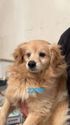 adoptable Dog in chico, CA named Sugar-Cookie