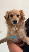 adoptable Dog in chico, CA named Midas