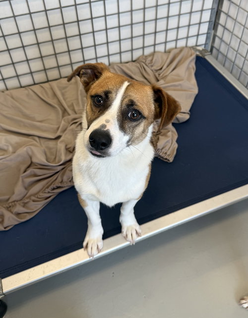 PATRICK - Corgi available for adoption