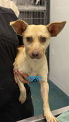 adoptable Dog in chico, CA named Tarzan