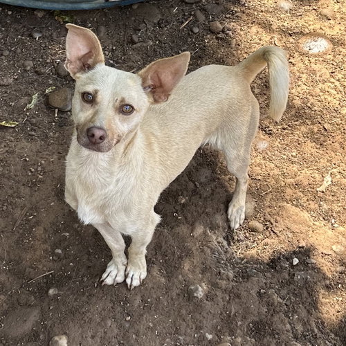 TARZAN - Chihuahua available for adoption