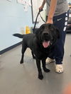 adoptable Dog in chico, CA named JACK-BLACK