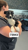 adoptable Dog in chico, CA named Spike