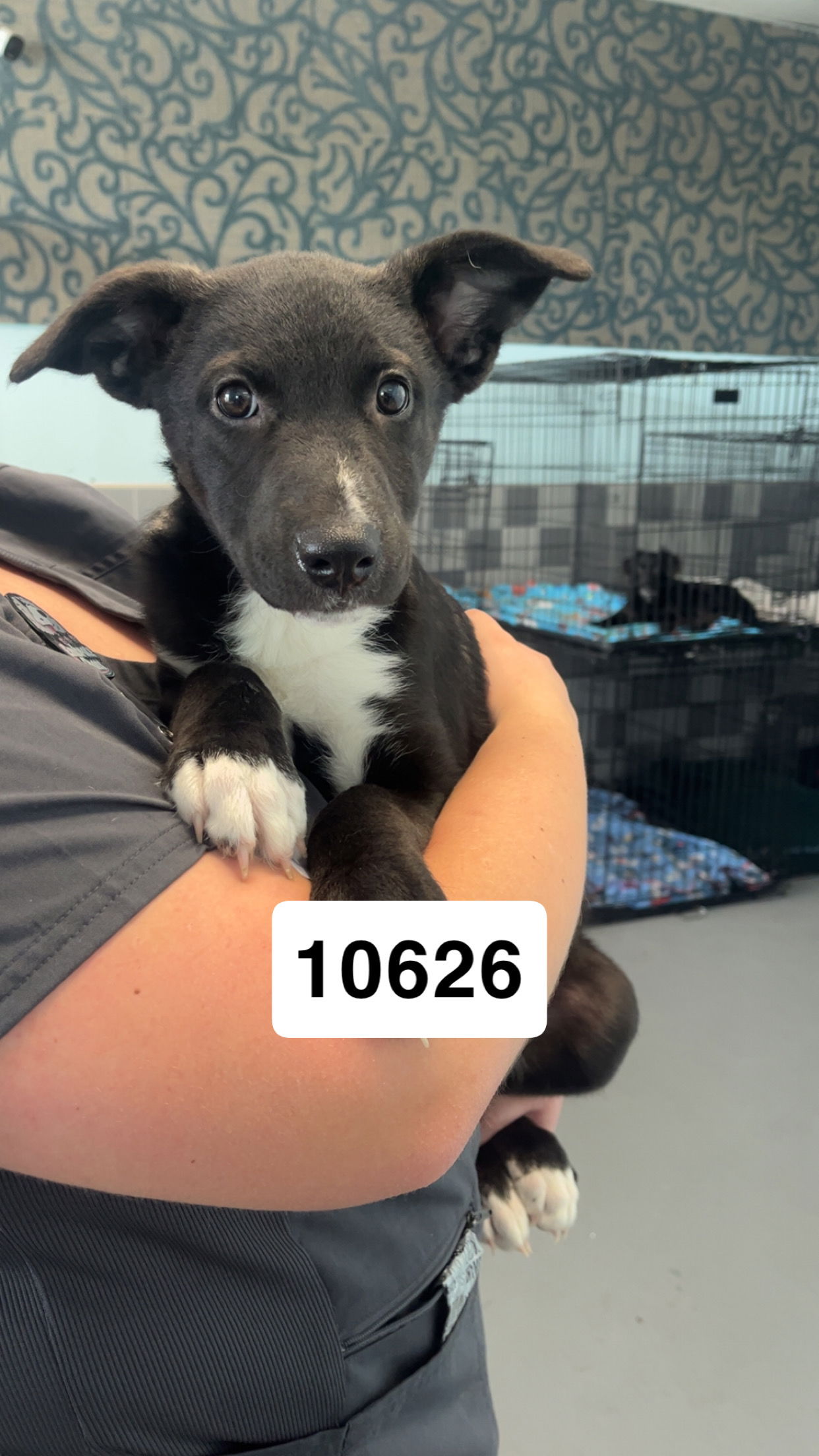 adoptable Dog in Chico, CA named Rainbow Dash