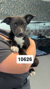 adoptable Dog in chico, CA named Rainbow Dash