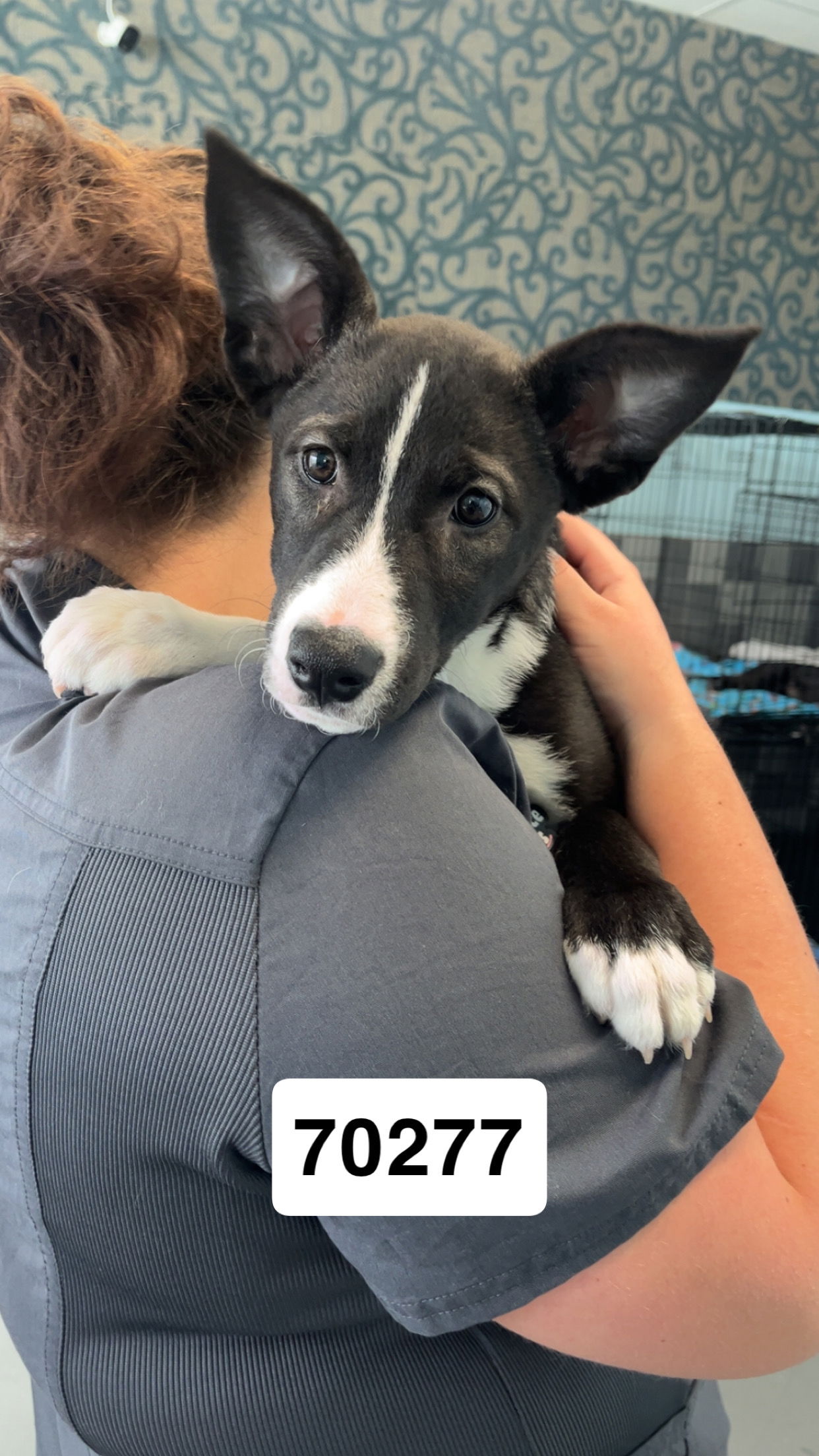 adoptable Dog in Chico, CA named Twilight Sparkle