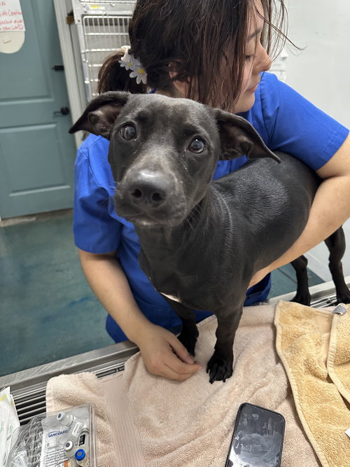 TARO TWISH - Labrador Retriever / Corgi available for adoption