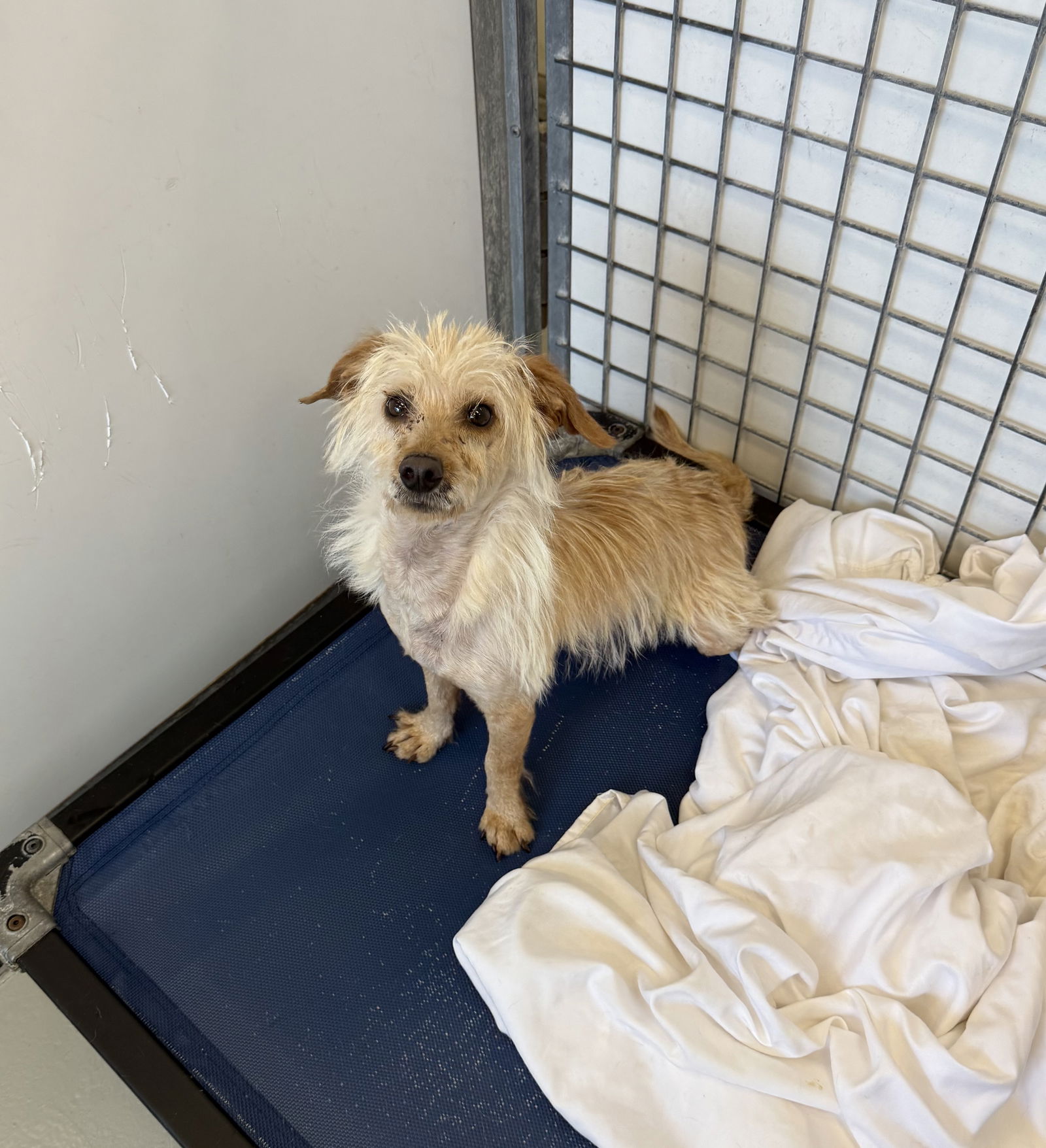 adoptable Dog in Chico, CA named Johnny Cash