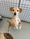 adoptable Dog in chico, CA named Marvin