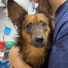 adoptable Dog in chico, CA named Sterling