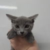 adoptable Cat in chico, CA named Mystique