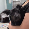 adoptable Dog in chico, CA named Kian