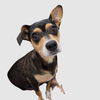 adoptable Dog in chico, CA named Wilma