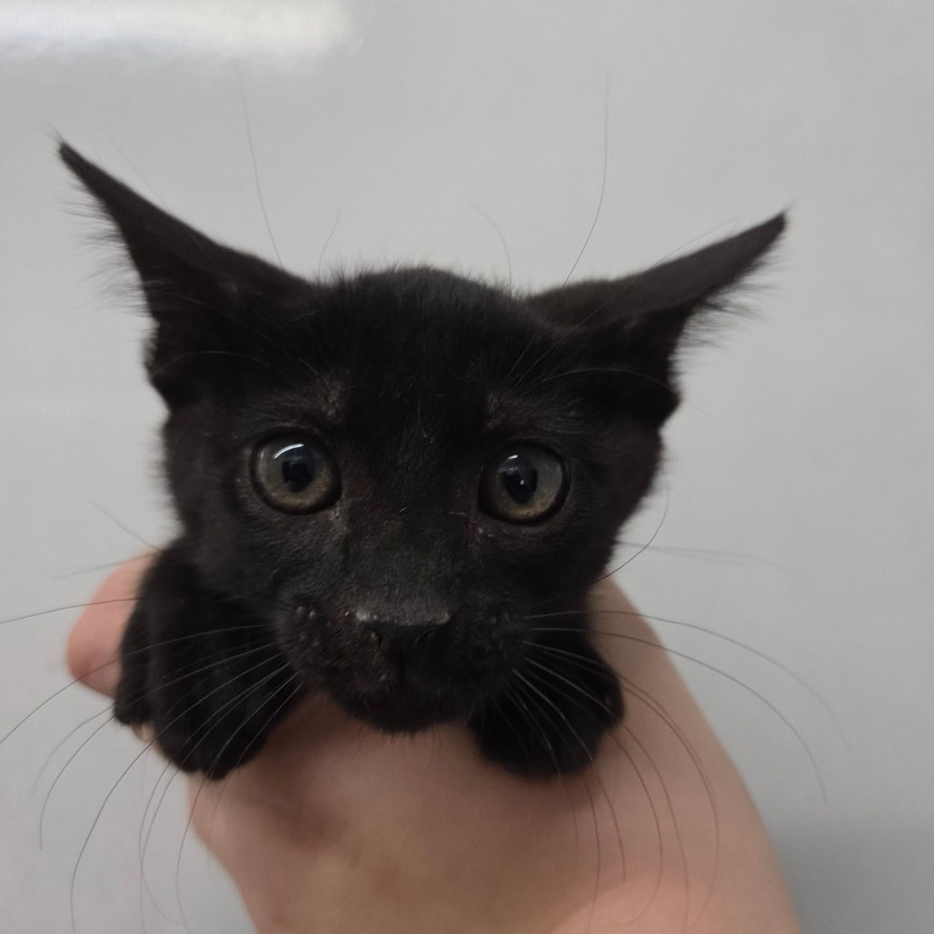 adoptable Cat in Chico, CA named Dracula