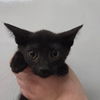 adoptable Cat in chico, CA named Lucifer