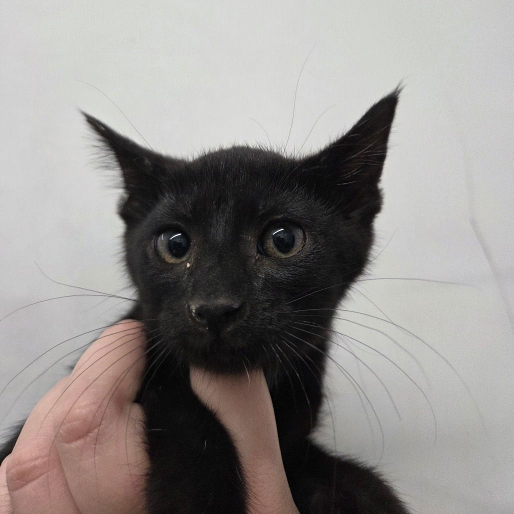 adoptable Cat in Chico, CA named Magic