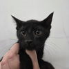 adoptable Cat in chico, CA named Magic