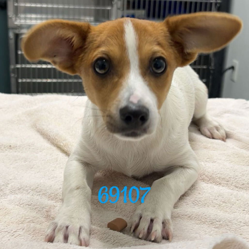adoptable Dog in Chico, CA named Radar