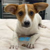 adoptable Dog in chico, CA named Radar