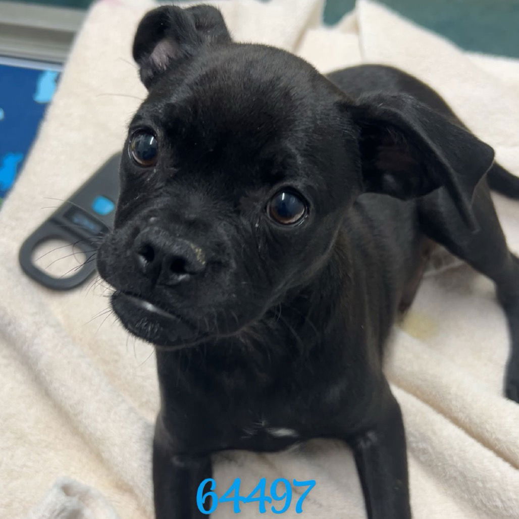 adoptable Dog in Chico, CA named Cyrus