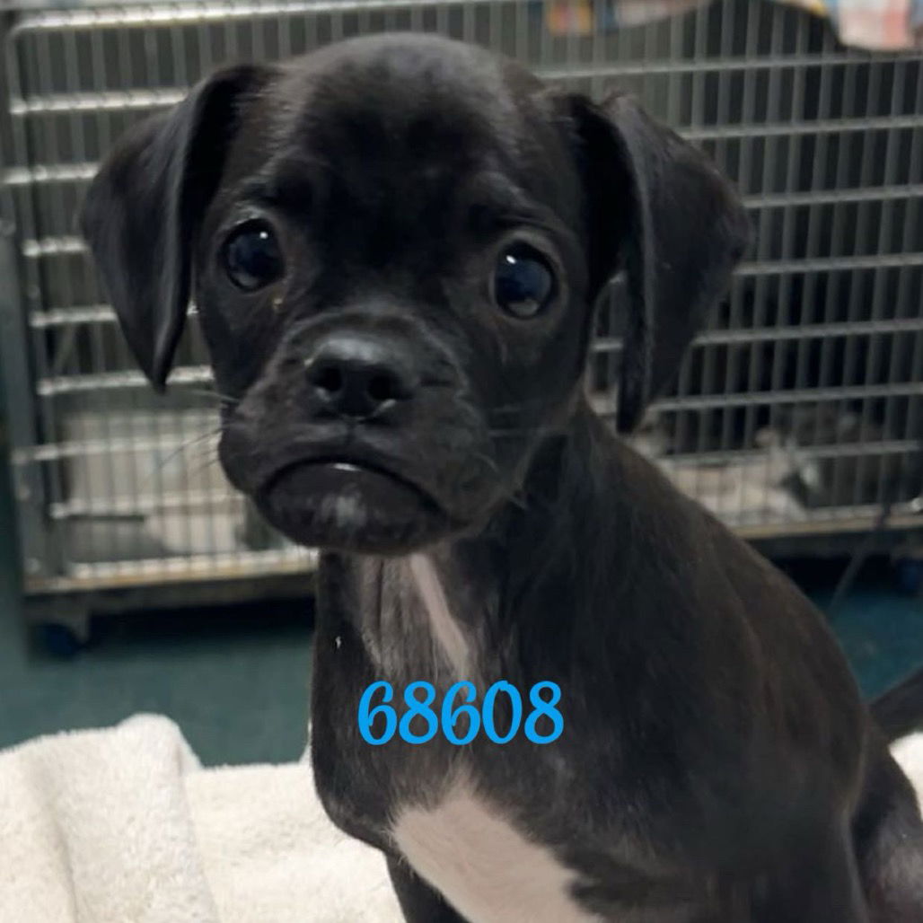 adoptable Dog in Chico, CA named Scales
