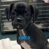 adoptable Dog in chico, CA named Scales
